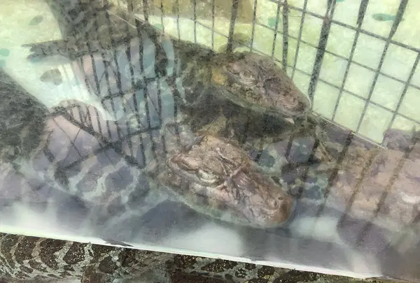 熱川バナナワニ園の写真・動画_image_642895