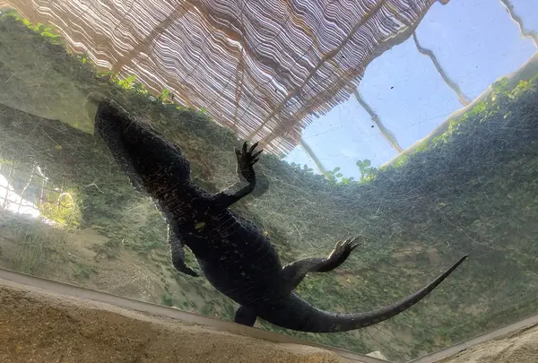 熱川バナナワニ園の写真・動画_image_642897