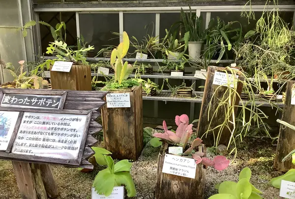 熱川バナナワニ園の写真・動画_image_642898