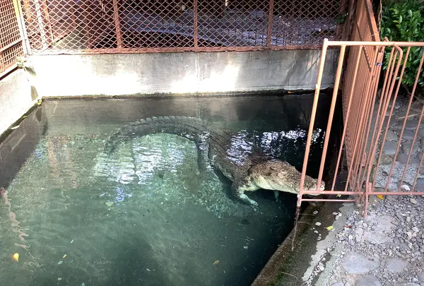 熱川バナナワニ園の写真・動画_image_642899