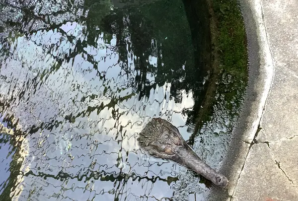 熱川バナナワニ園の写真・動画_image_642900