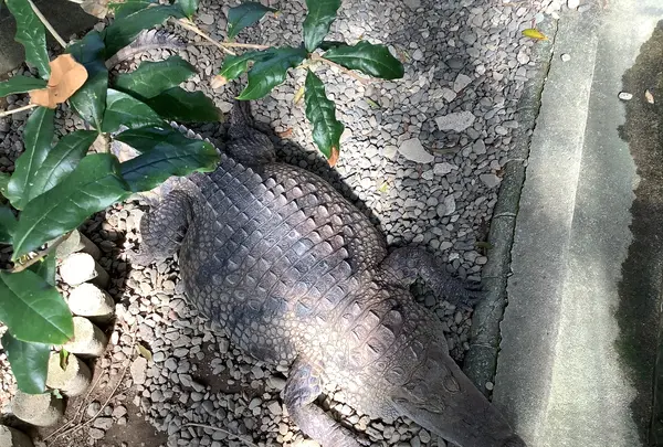 熱川バナナワニ園の写真・動画_image_642901