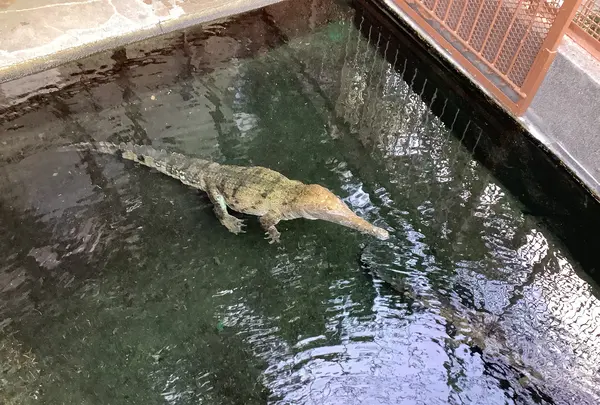 熱川バナナワニ園の写真・動画_image_642903