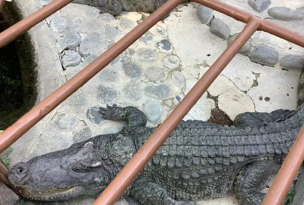 熱川バナナワニ園の写真・動画_image_642905