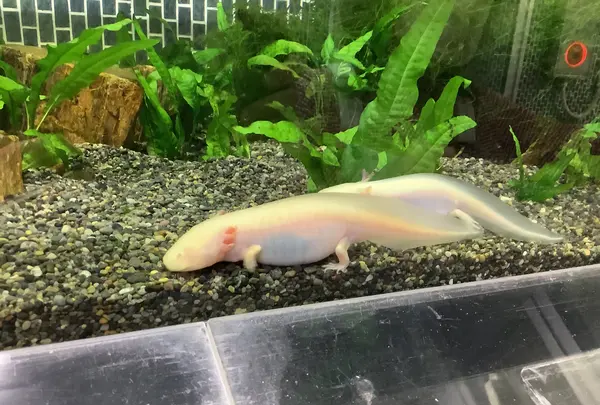 熱川バナナワニ園の写真・動画_image_642909