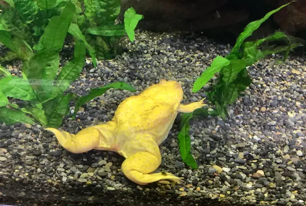 熱川バナナワニ園の写真・動画_image_642910