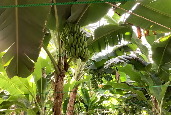 熱川バナナワニ園の写真・動画_image_642911