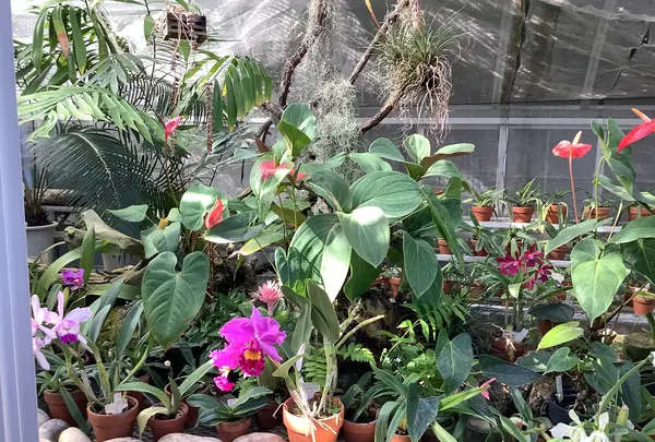 熱川バナナワニ園の写真・動画_image_642913