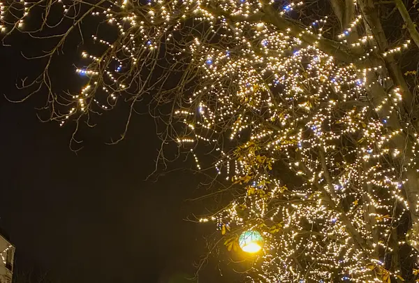 Avenue des Champs-Élyséesの写真・動画_image_644633