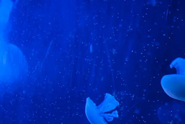 潮岬の写真・動画_image_646860