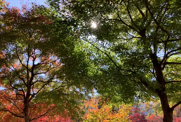 塔のへつりの写真・動画_image_648469