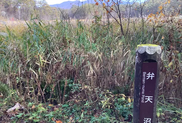 五色沼自然探勝路の写真・動画_image_649039