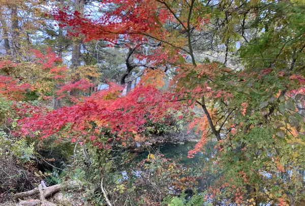 五色沼自然探勝路の写真・動画_image_649046