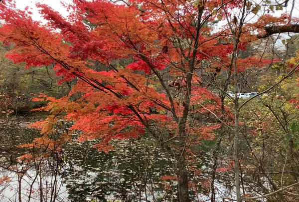 五色沼自然探勝路の写真・動画_image_649051