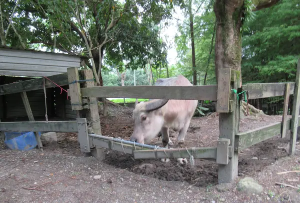 花蓮落羽松森林~鈺展苗圃の写真・動画_image_649418
