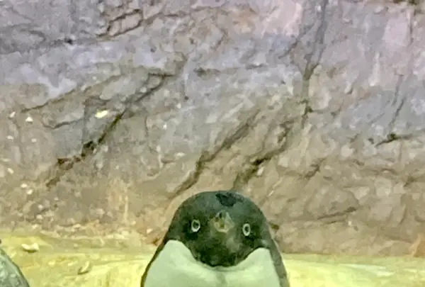 海遊館の写真・動画_image_649540
