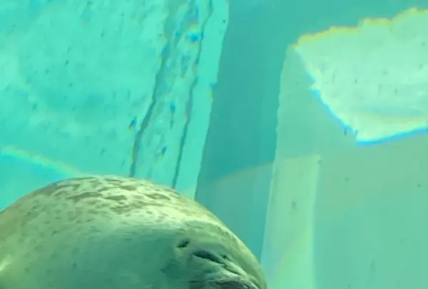 海遊館の写真・動画_image_649541