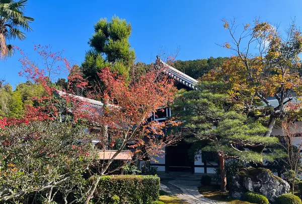 圓光寺の写真・動画_image_654274