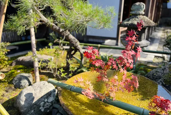 圓光寺の写真・動画_image_654287