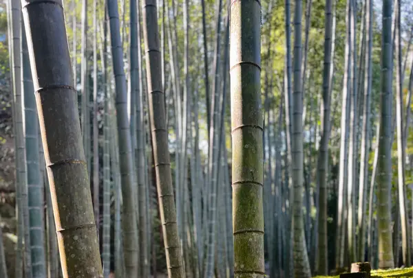 圓光寺の写真・動画_image_654293