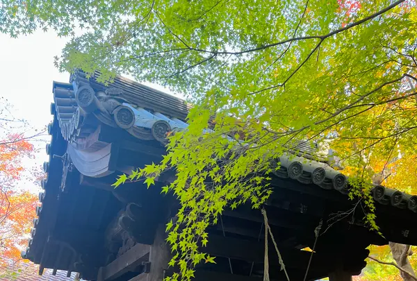 圓光寺の写真・動画_image_654296