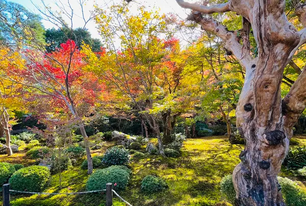 圓光寺の写真・動画_image_654299