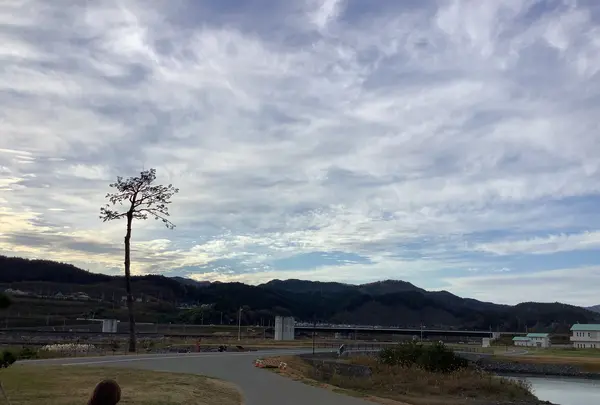 奇跡の一本松の写真・動画_image_655648