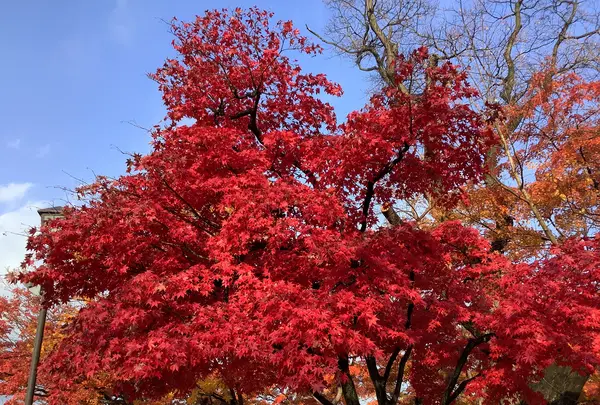 盛岡城跡公園 (岩手公園)の写真・動画_image_655947