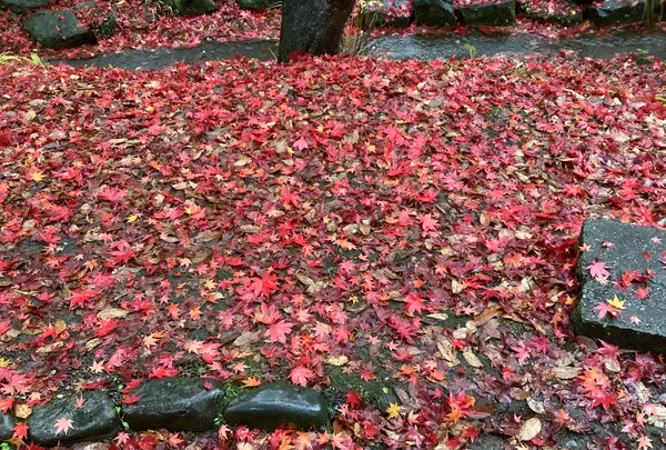 盛岡城跡公園 (岩手公園)の写真・動画_image_655949