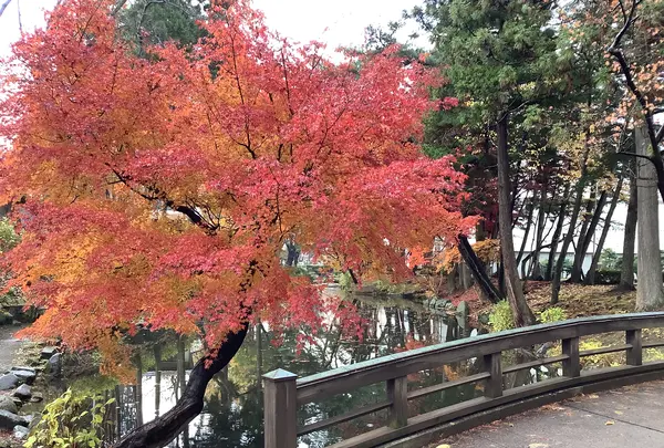 盛岡城跡公園 (岩手公園)の写真・動画_image_655959