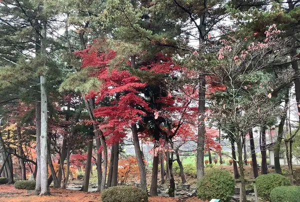 盛岡城跡公園 (岩手公園)の写真・動画_image_655960
