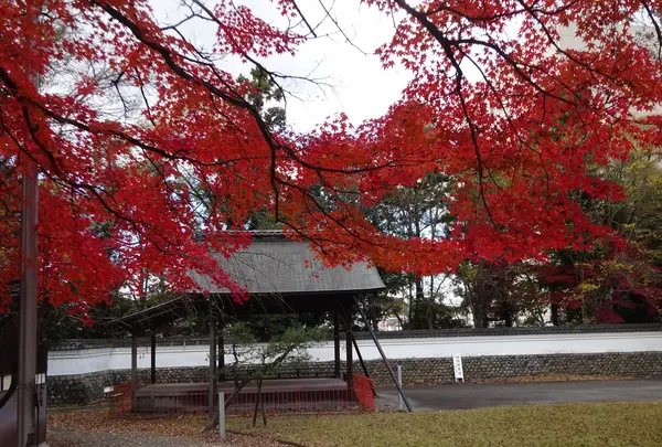 春日神社の写真・動画_image_656542