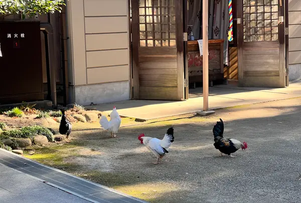 大崎八幡宮の写真・動画_image_657210