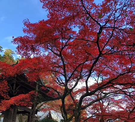 大雄山最乗寺の写真・動画_image_657352