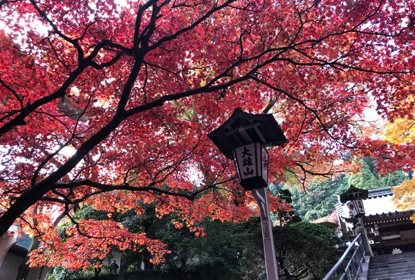 大雄山最乗寺の写真・動画_image_657356