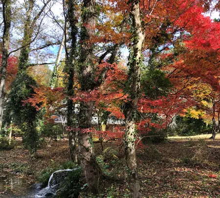 大雄山最乗寺の写真・動画_image_657357