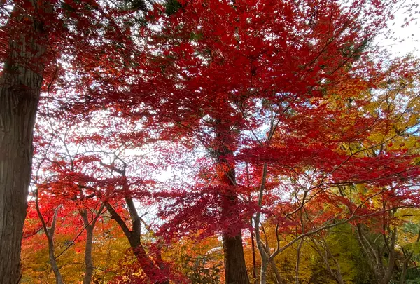 厳美渓の写真・動画_image_658963