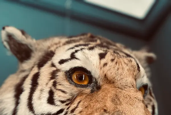 ベンの家の写真・動画_image_660669