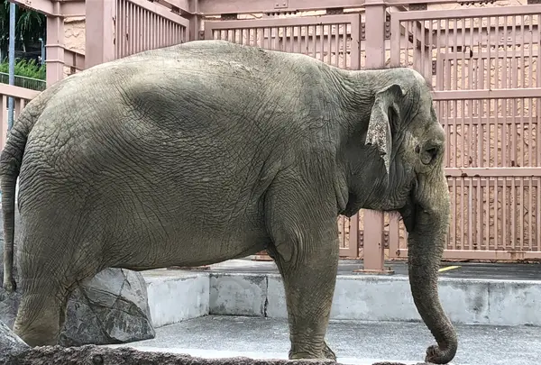 かみね動物園の写真・動画_image_661516