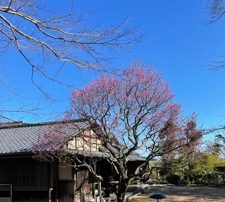 和食 花の茶屋の写真・動画_image_664146
