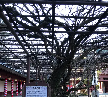 笠間稲荷神社の写真・動画_image_668543