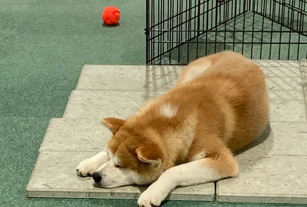 秋田犬の里の写真・動画_image_670985