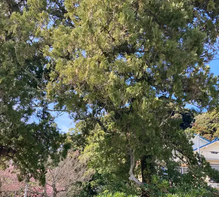 栖足寺の写真・動画_image_671174