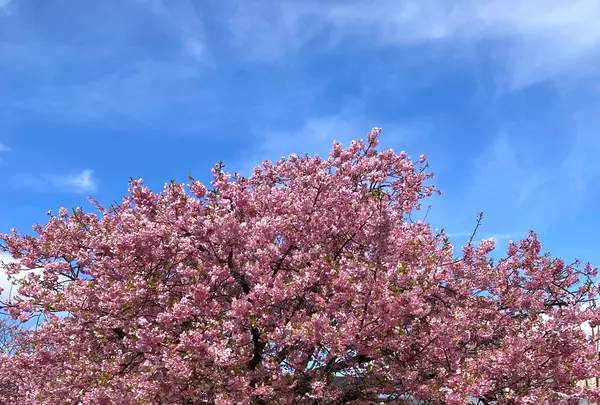 河津桜並木&菜の花ロードの写真・動画_image_671178