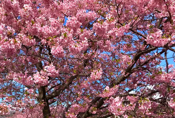 河津桜並木&菜の花ロードの写真・動画_image_671179
