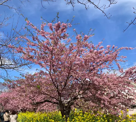 河津桜並木&菜の花ロードの写真・動画_image_671180