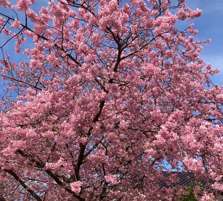 河津桜並木&菜の花ロードの写真・動画_image_671181
