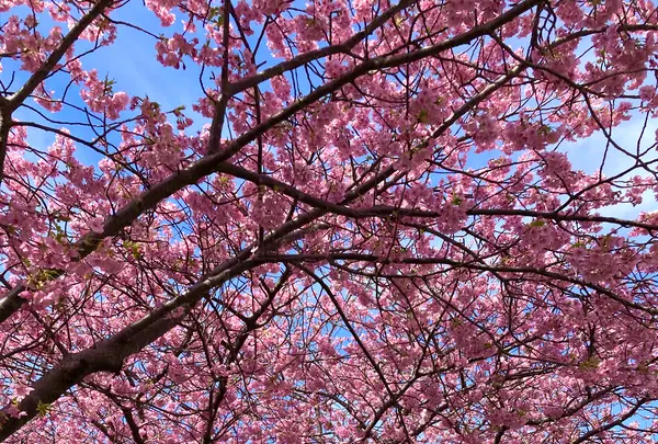 河津桜並木&菜の花ロードの写真・動画_image_671182