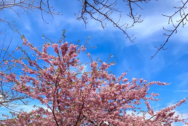 河津桜並木&菜の花ロードの写真・動画_image_671183
