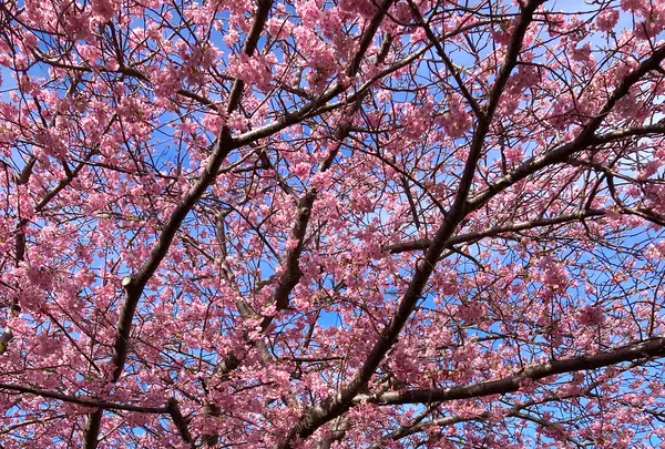 河津桜並木&菜の花ロードの写真・動画_image_671184